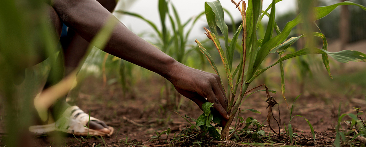 Outgrower farmer planting