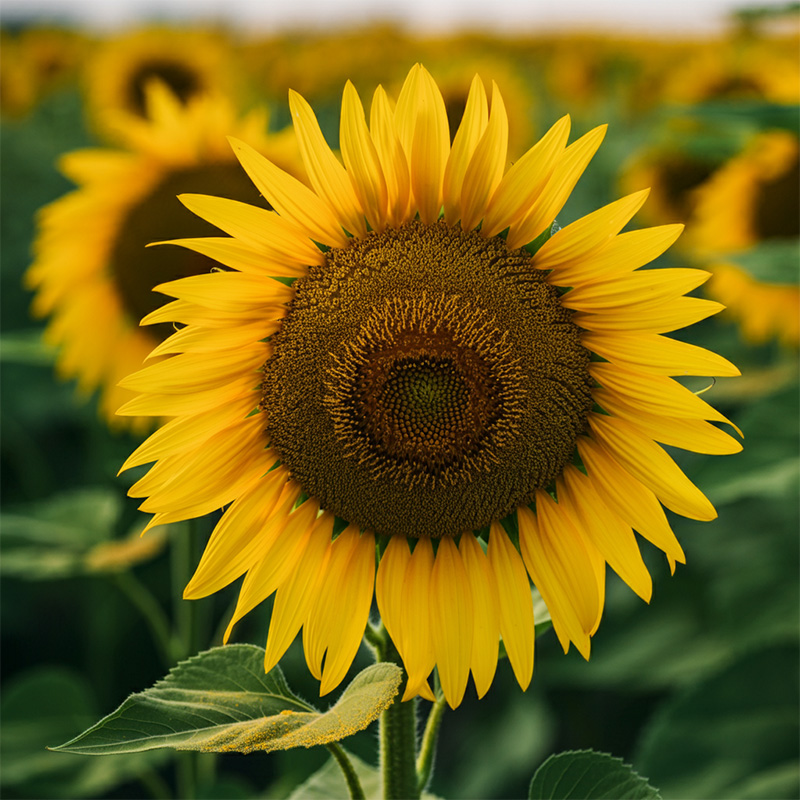 Sunflowers in field